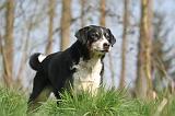 BOUVIER D'APPENZELL 005